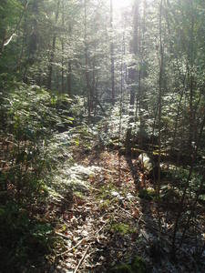 Sunshine through the trees lighting up our trail.