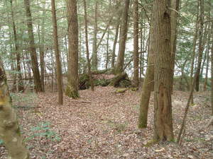Look at that amazing tree on that huge boulder down the hill, Its roots are as big as tree trunks wrapping around the boulder!