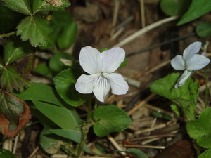Cute little wood violets.