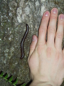 Some of the fun creepy-crawlers that live around here.