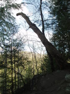 The leaning tree.