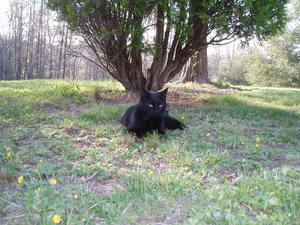 Claws was Daniel's parent's cat, but they gave her to us when we moved in. She is such a joy to have around and does a great job keeping the mice out of our garage too. 