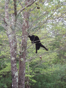 Hanging by her back paws, she finally nicked the branch, sending chipmunk flying!