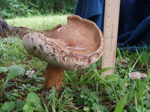 We had SO much rain this summer that we grew the biggest mushrooms I've ever seen! This one is 8 inches tall, 6.5 inches across.