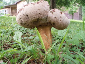 It's one massive mushroom for just growing in the yard!
