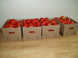 The end of July brought on tomato season! Our local farmers had these for $6 per box, so we ate LOTS of tomatoes this summer!