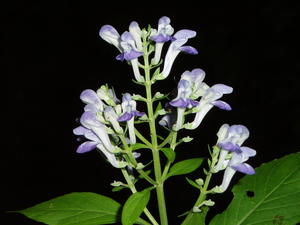 Unique late-summer flowers.