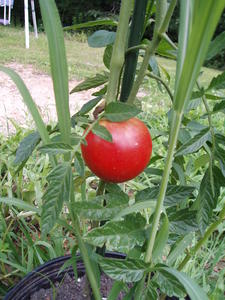 Our first tomato in our "pot garden!"