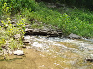 This creek is coming straight out of the ground--probably from a cave somewhere. The water was COLD!