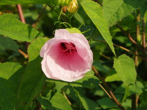 Another one of the flowers we saw along the banks.