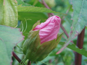 Same flowers--only the bud.