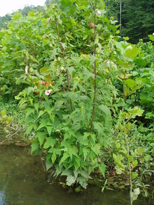 The whole plant that produced those flowers.