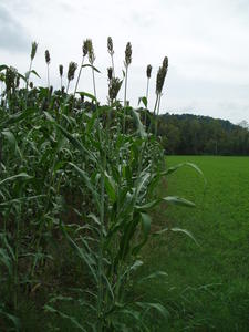 Sorghum growing in a field.