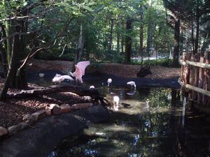 Kristina spent a fun day down at the Knoxville Zoo with her friend Sarah and kids. Here are some of the birds they saw. 