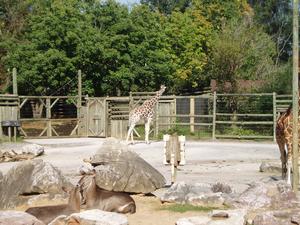 Giraffe