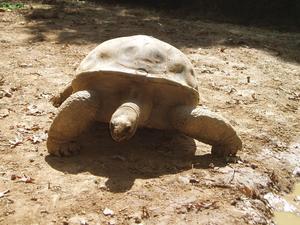 They had some big tortoises there!