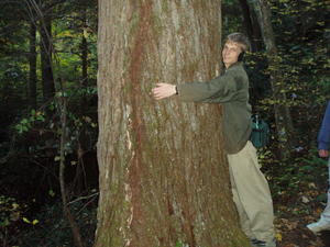Daniel trying to see how big the tree was.