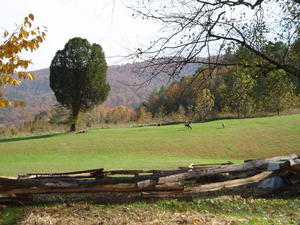 Deer grazing in the field just behind the little cabin.