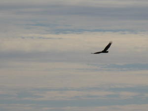 One of the birds flying overhead.