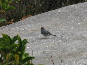 Another little bird we found at the top of the ridge, over 3,000 elevation (I didn't know ridges got that high in Kentucky!)
