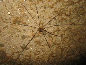 A very unique spider!