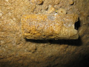 Fossils inside the cave
