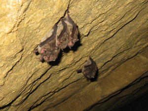 Bats sleeping in the cave.