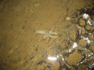 Blind Cave Crayfish