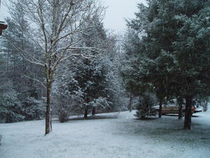 Looking around our front yard.