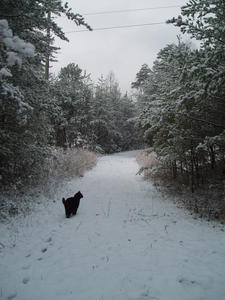 Walking down our nature trail through the woods. Claws likes to take walks with us too!