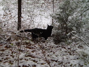 Claws had a blast playing in all the snow!