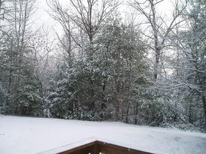 More of the backyard. You can see our clothesline in the distance, strung between the trees.