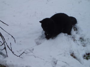 Claws playing with the branch we brought for the snowman.