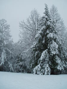 The poor trees are LOADED with wet, heavy snow!