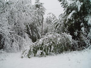 Hmmmm the nature trail is more like a jungle of fallen trees!