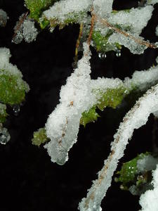 Close-ups of ice and snow on the holly trees.