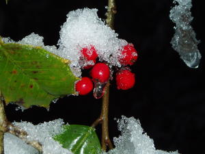 And the holly berries.