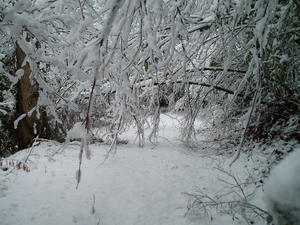 More of our trail "jungle".