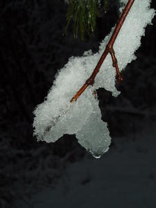 No wonder the trees are so bent over! 