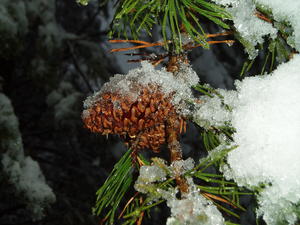 Ice on yellow pine cones.