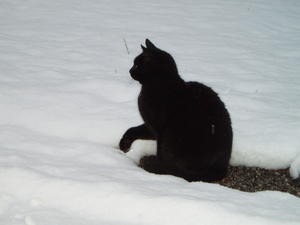 Claws not so sure of this wet stuff!