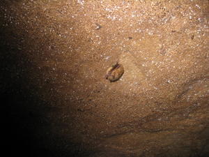 One of the bats we found inside.