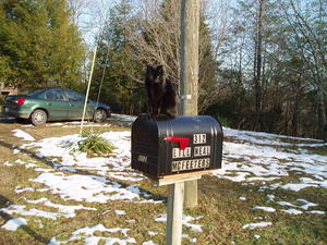 Claws surveying the world from the top of the mailbox, nothing escaping her notice.