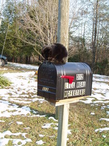 What else can you do on a mailbox? Guess you can take a nap...
