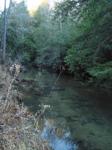 Peaceful stream flowing down through the holler. Look--it's actually clear water!