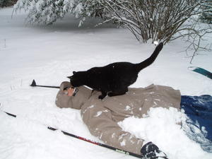 Step six: Growl, spit, yell, and turn head to no avail while seeing your cats face headed straight for your nose!