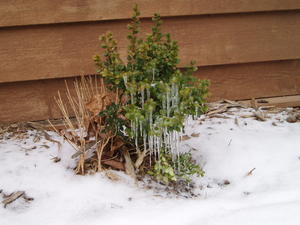 Cute little bush full of icicles. Last KY photo before our flight to Washington!