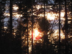 Sunset through the trees.