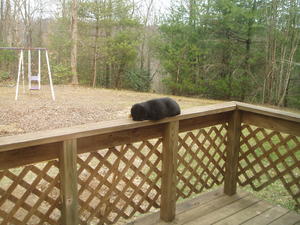 Claws was very happy to have us home again! Here's her favorite spot to sleep--right outside the dining room door where she can keep an ear on us.