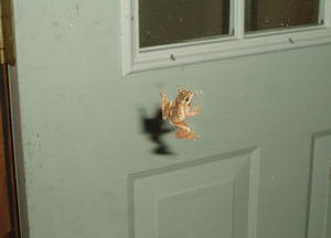 A tree frog who climbed our front door to announce spring is here!